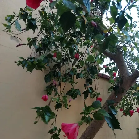 Casa Oleandro Funtana Meiga