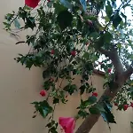 Casa Oleandro - Sa Murta Funtana Meiga
